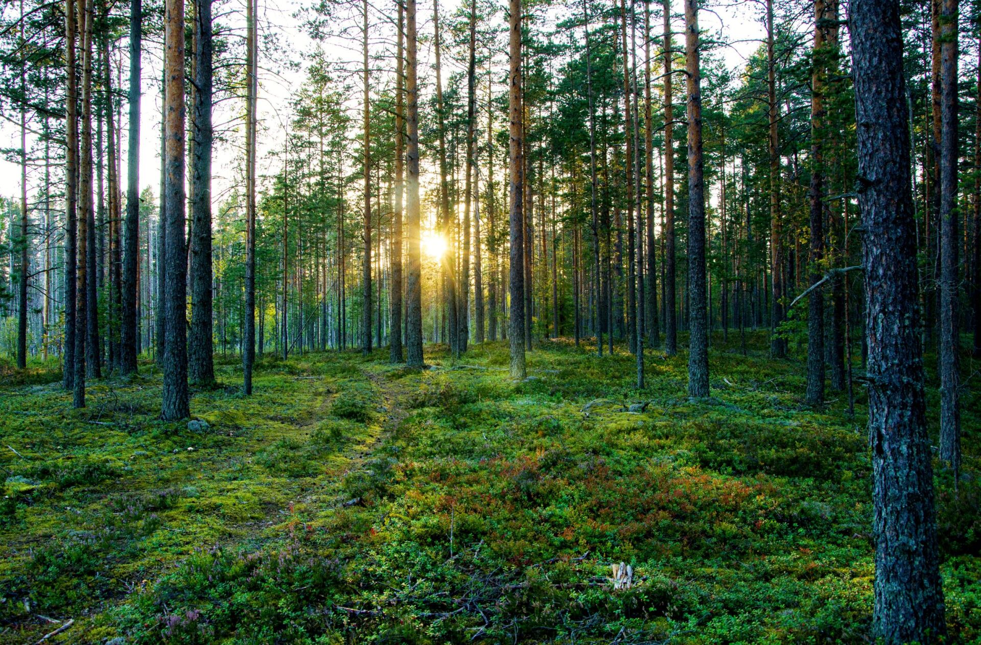 Palautejakso Life -ohjelman väliarvioinnista on käynnissä