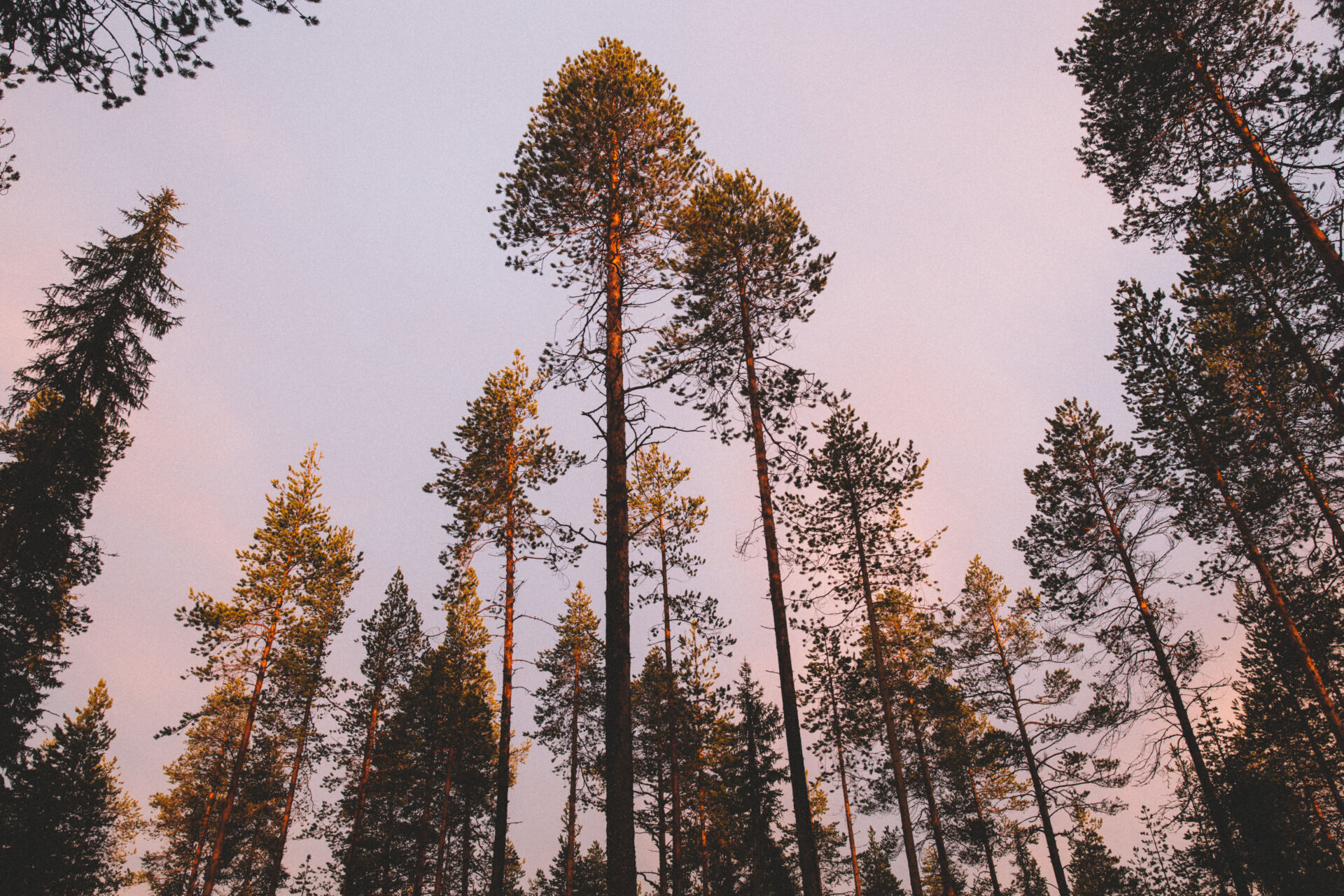 Komission ehdotus metsien seurantalaista on julkaistu