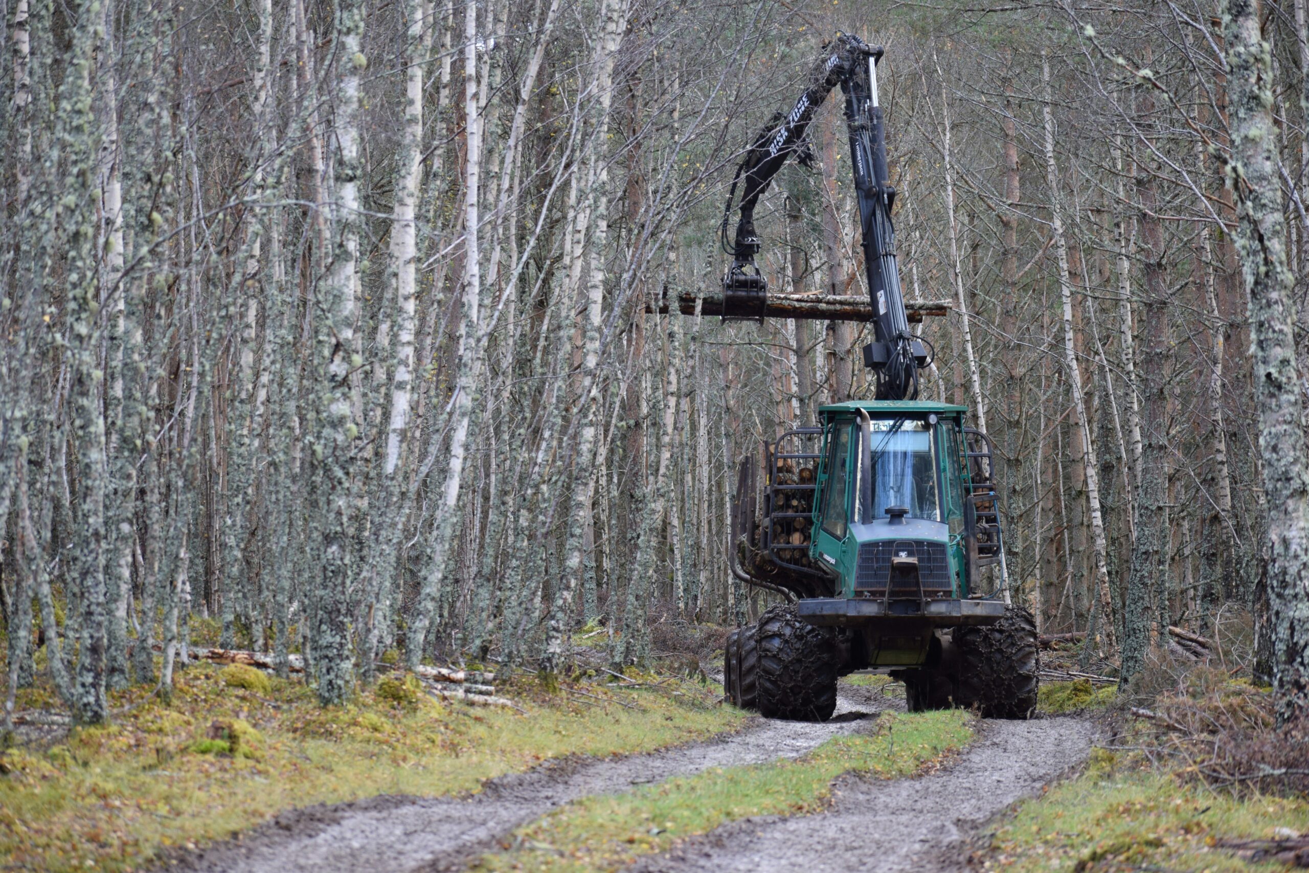 Komission yksinkertaistamisraportti vie metsäkatoasetuksen loppusuoralle